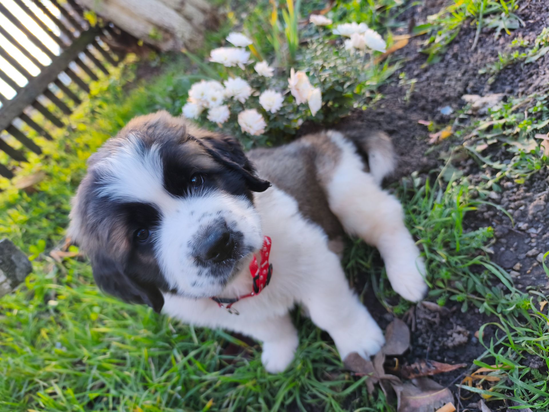 Цуциня хлопчик