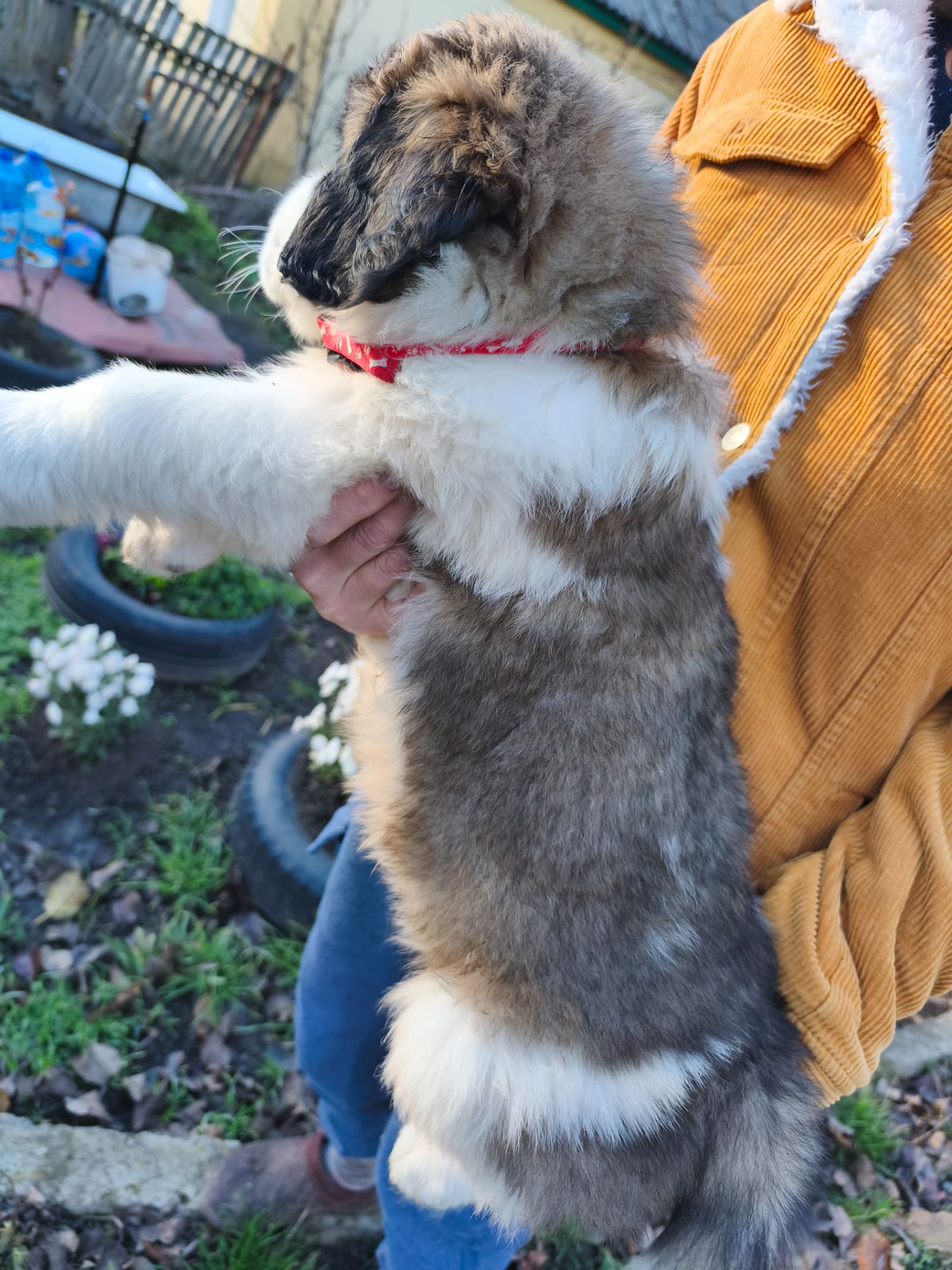 Цуциня хлопчик