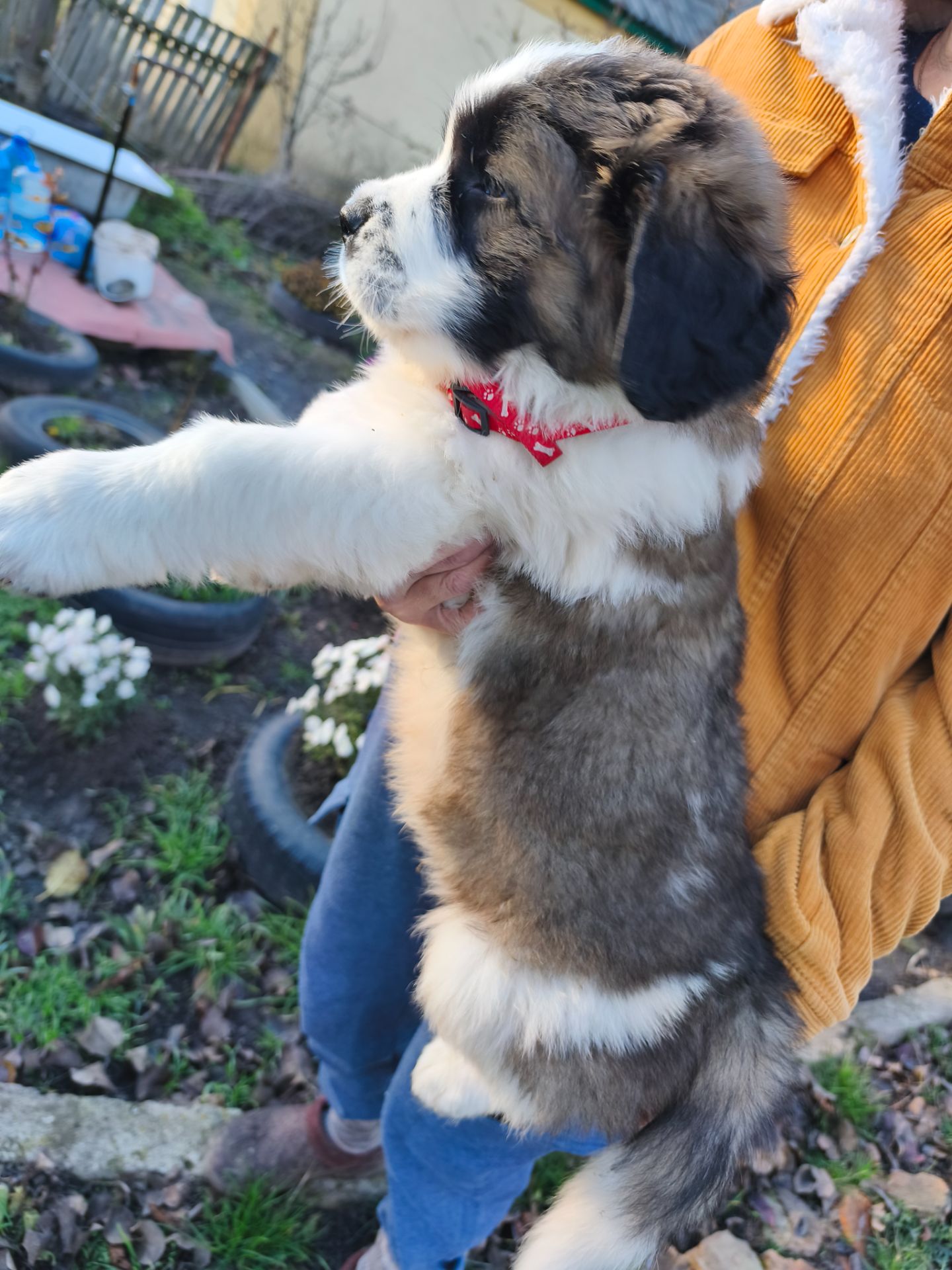 Цуциня хлопчик