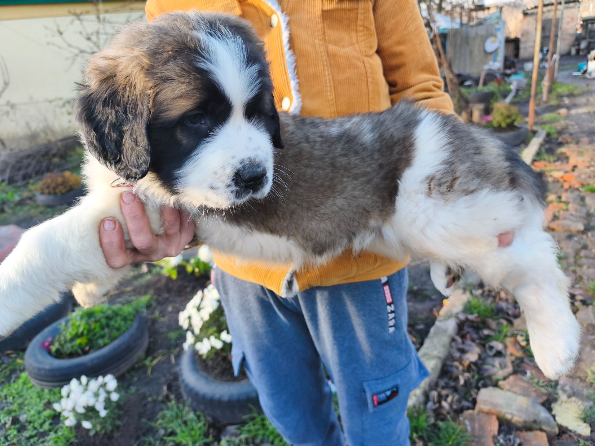 Цуциня хлопчик