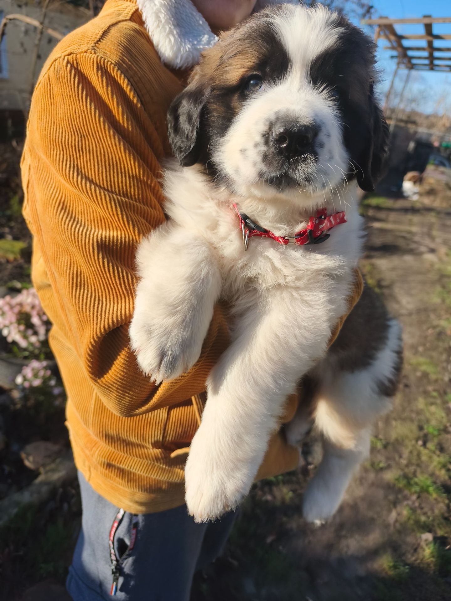 Цуциня хлопчик