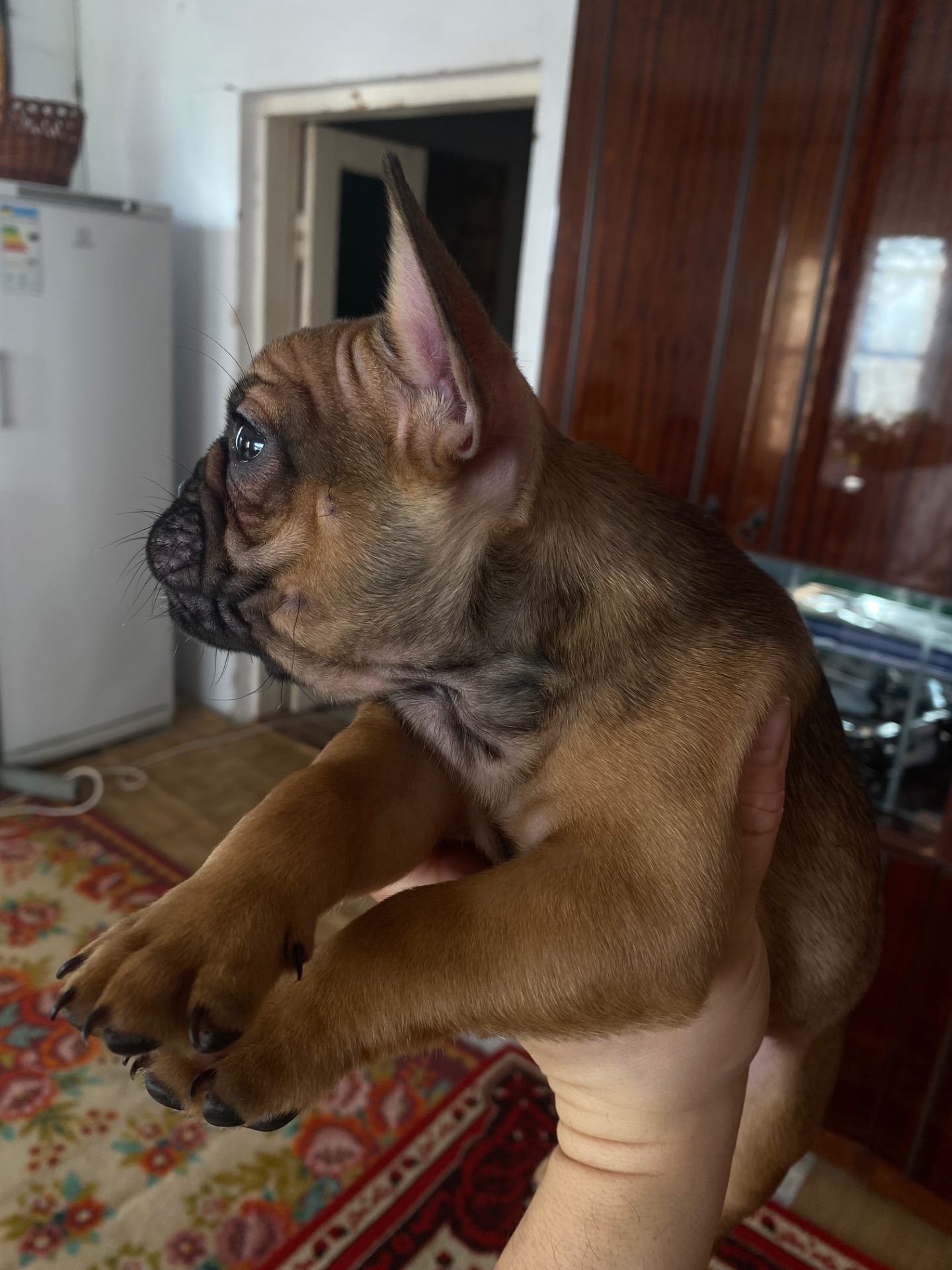 Цуценята францкзького бульдога