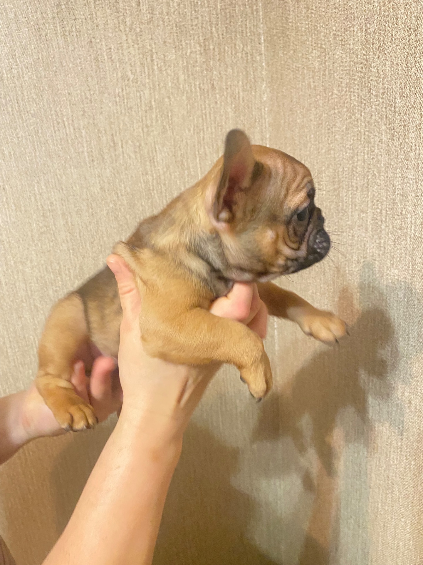 Цуценята францкзького бульдога