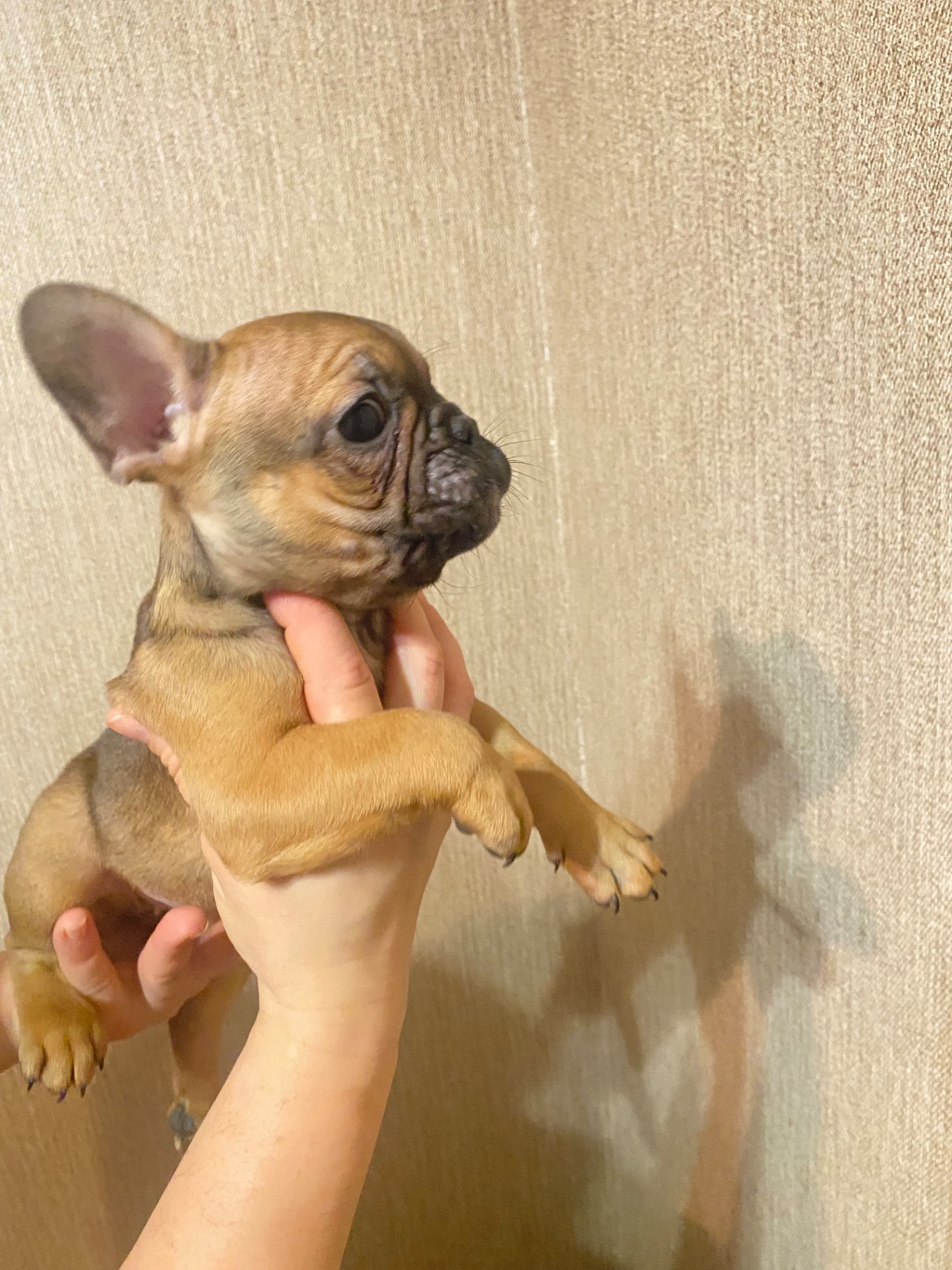 Цуценята францкзького бульдога