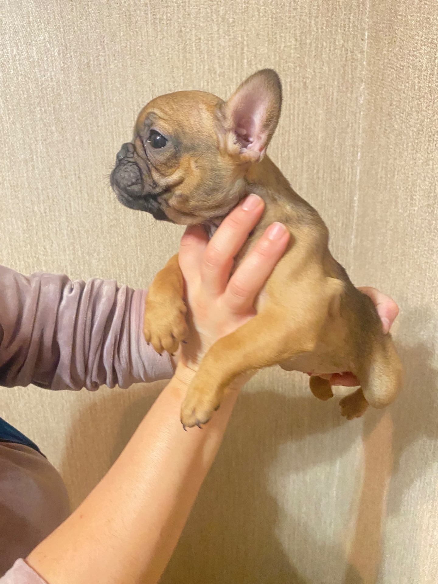 Цуценята францкзького бульдога