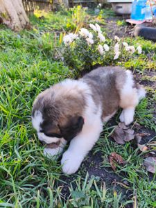 Цуциня хлопчик