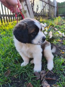 Цуциня хлопчик