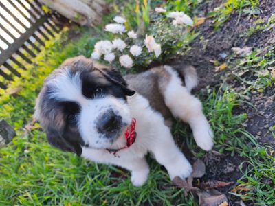 Цуциня хлопчик