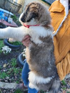 Цуциня хлопчик