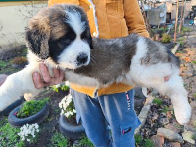 Цуциня хлопчик