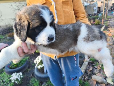 Цуциня хлопчик