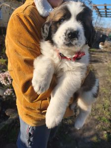 Цуциня хлопчик