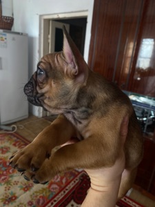 Цуценята францкзького бульдога