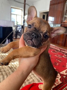 Цуценята францкзького бульдога