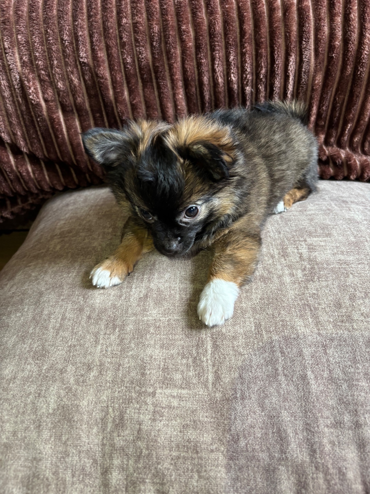 Чіхуашка довгошерсна дівчинка