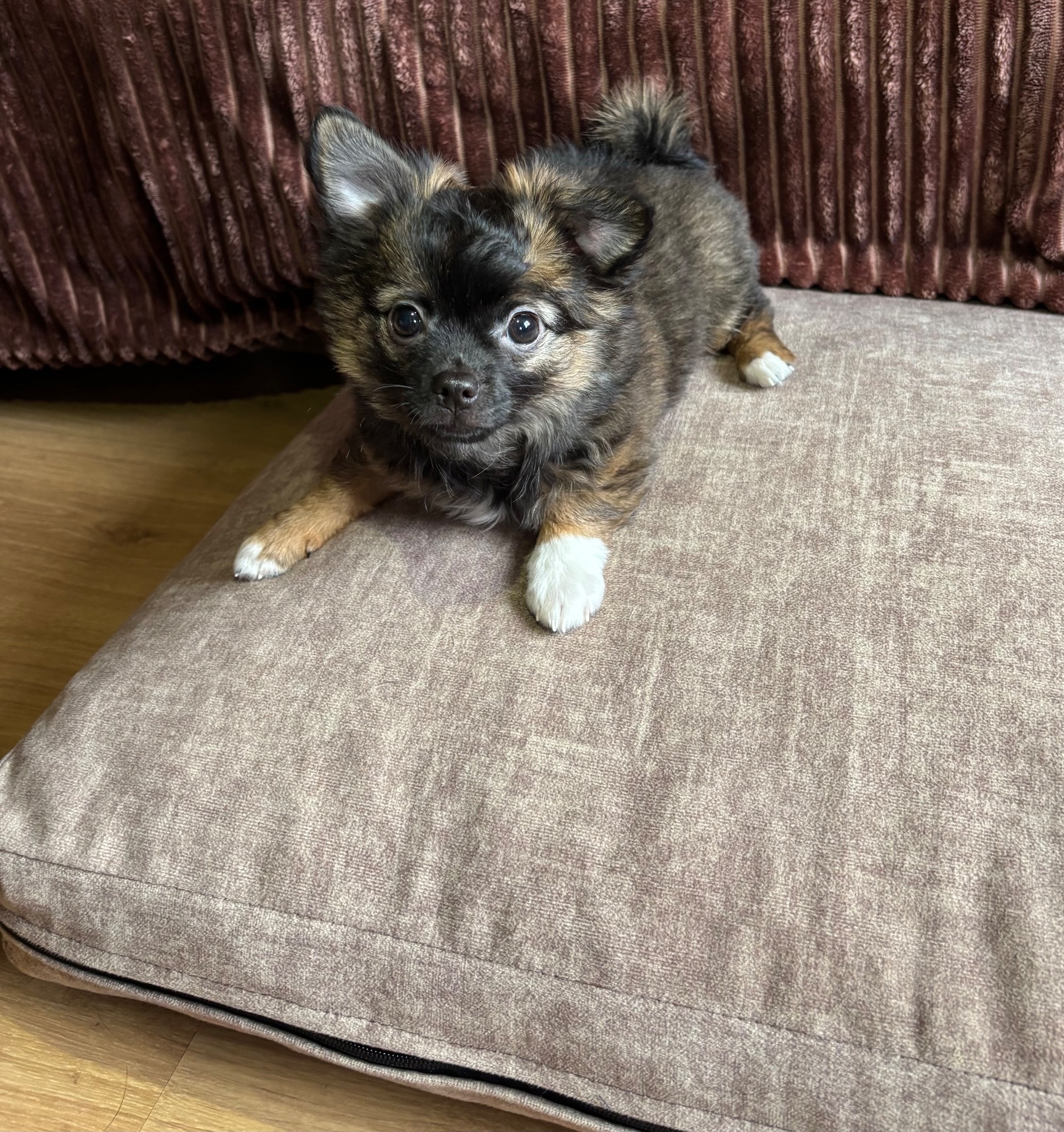 Чіхуашка довгошерсна дівчинка