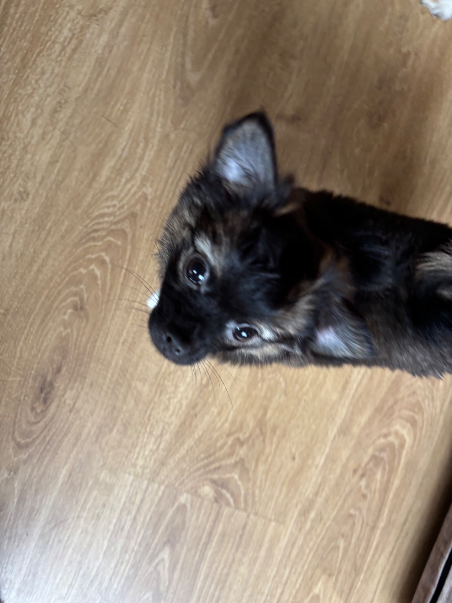 Чіхуашка довгошерсна дівчинка