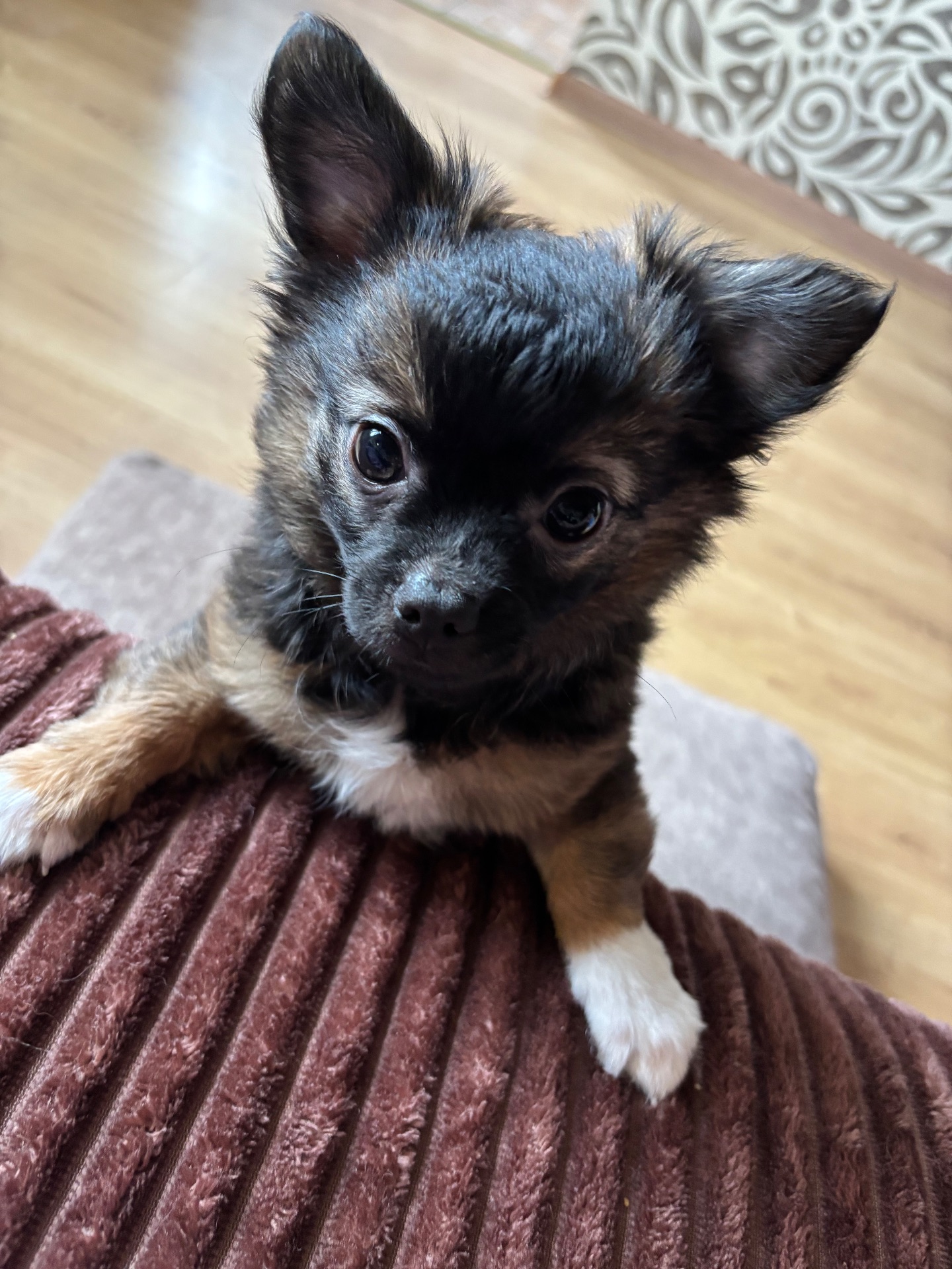 Чіхуашка довгошерсна дівчинка