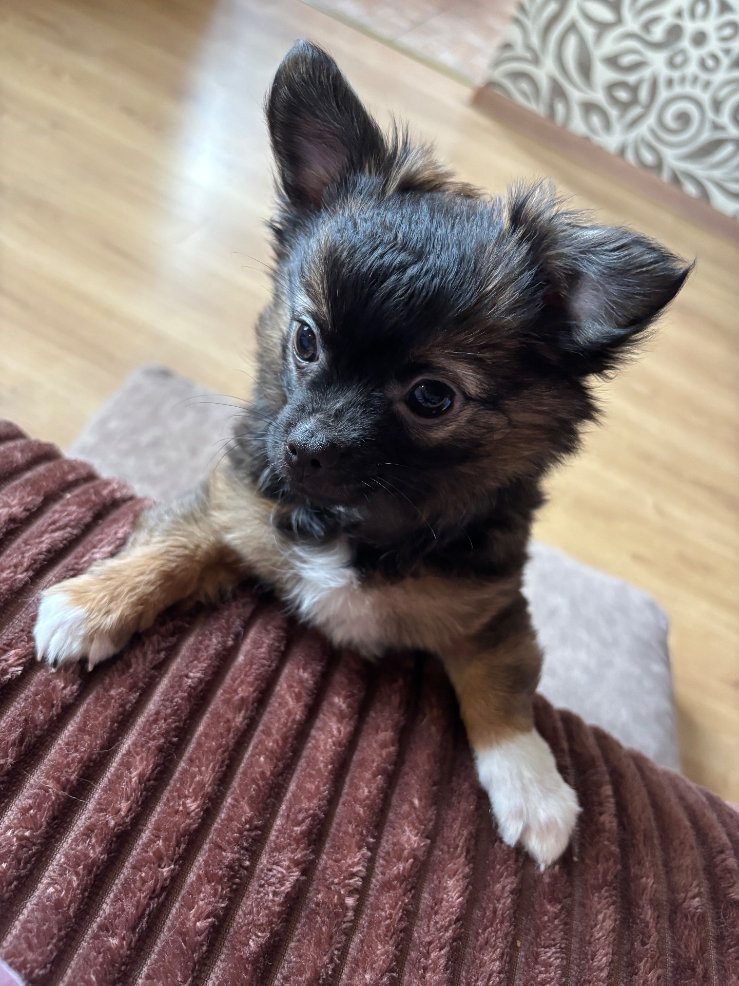 Чіхуашка довгошерсна дівчинка