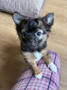 Чіхуашка довгошерсна дівчинка