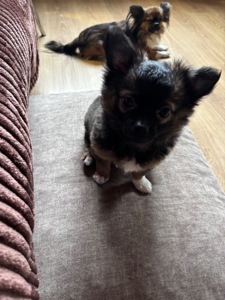 Чіхуашка довгошерсна дівчинка