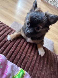 Чіхуашка довгошерсна дівчинка