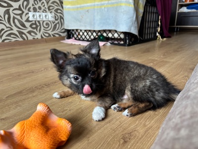 Чіхуашка довгошерсна дівчинка