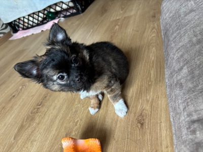 Чіхуашка довгошерсна дівчинка