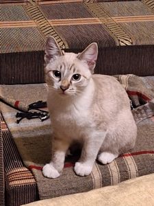 Кошеня дівчинка