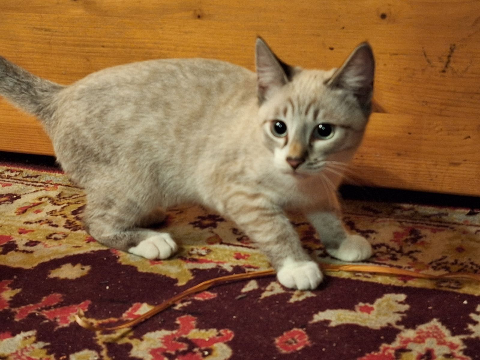 Кошеня дівчинка