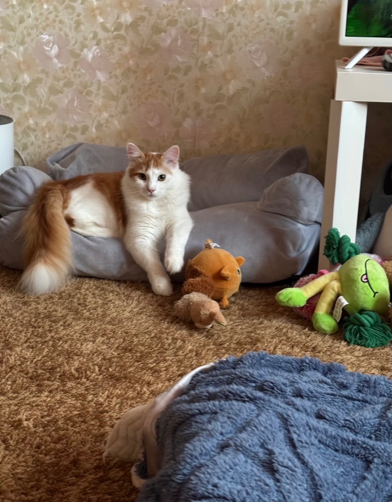 Стерилизованный котенок-подросток