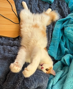 Стерилизованный котенок-подросток