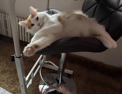 Стерилизованный котенок-подросток