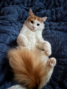 Стерилизованный котенок-подросток