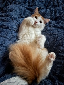 Стерилизованный котенок-подросток