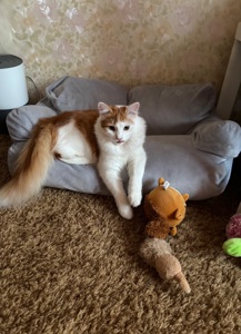 Стерилизованный котенок-подросток