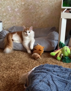 Стерилизованный котенок-подросток