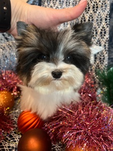 Дівчинка і 2 хлопці Бівер Йорки КСУ