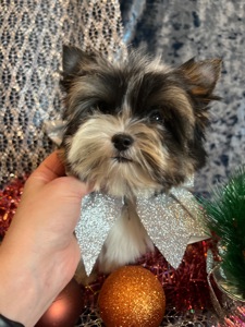 Дівчинка і 2 хлопці Бівер Йорки КСУ