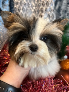 Дівчинка і 2 хлопці Бівер Йорки КСУ