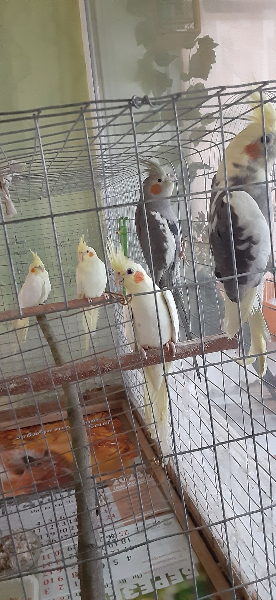 Папуги корели