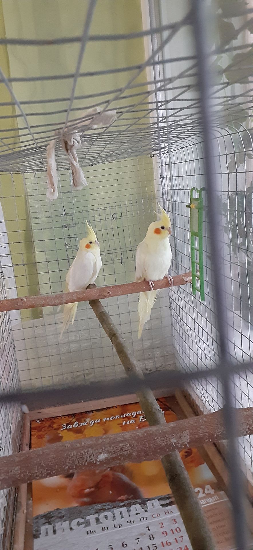 Папуги корели