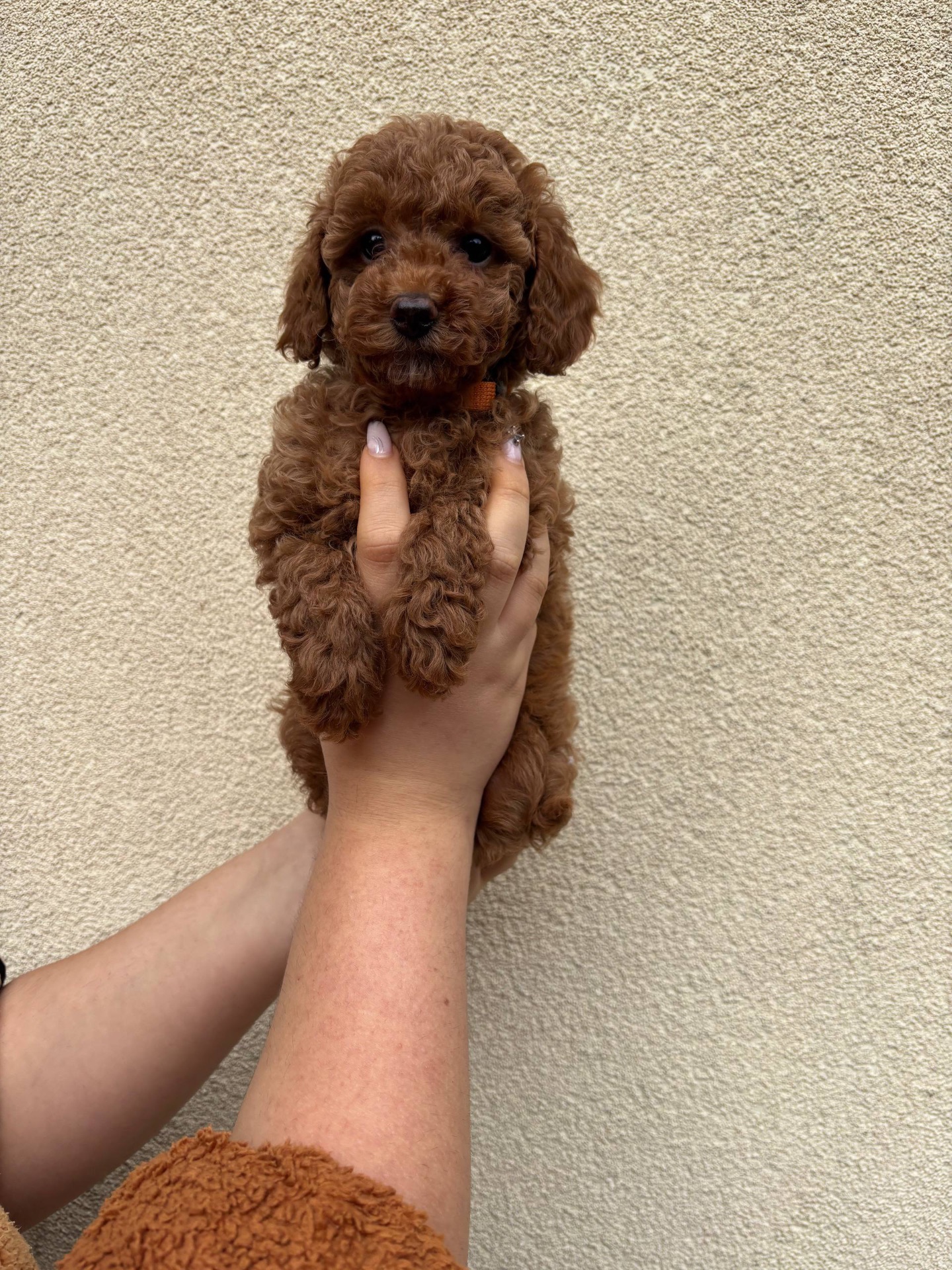 Цуценята Той Пудель Стандарт Дівчатка