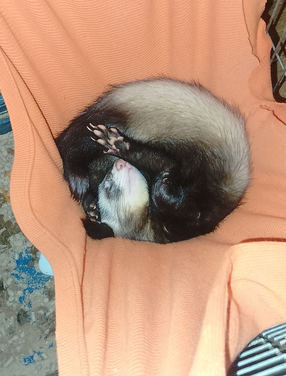 Хорёк Мальчик