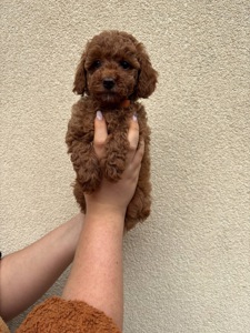 Цуценята Той Пудель Стандарт Дівчатка