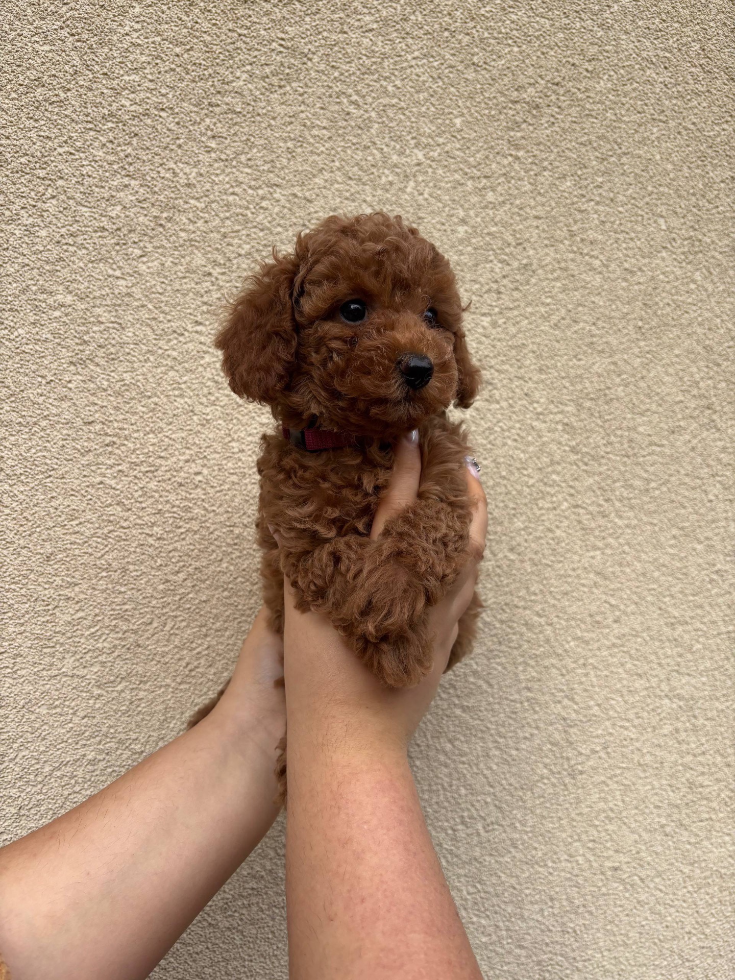 Цуценята Той Пудель Стандарт Дівчатка