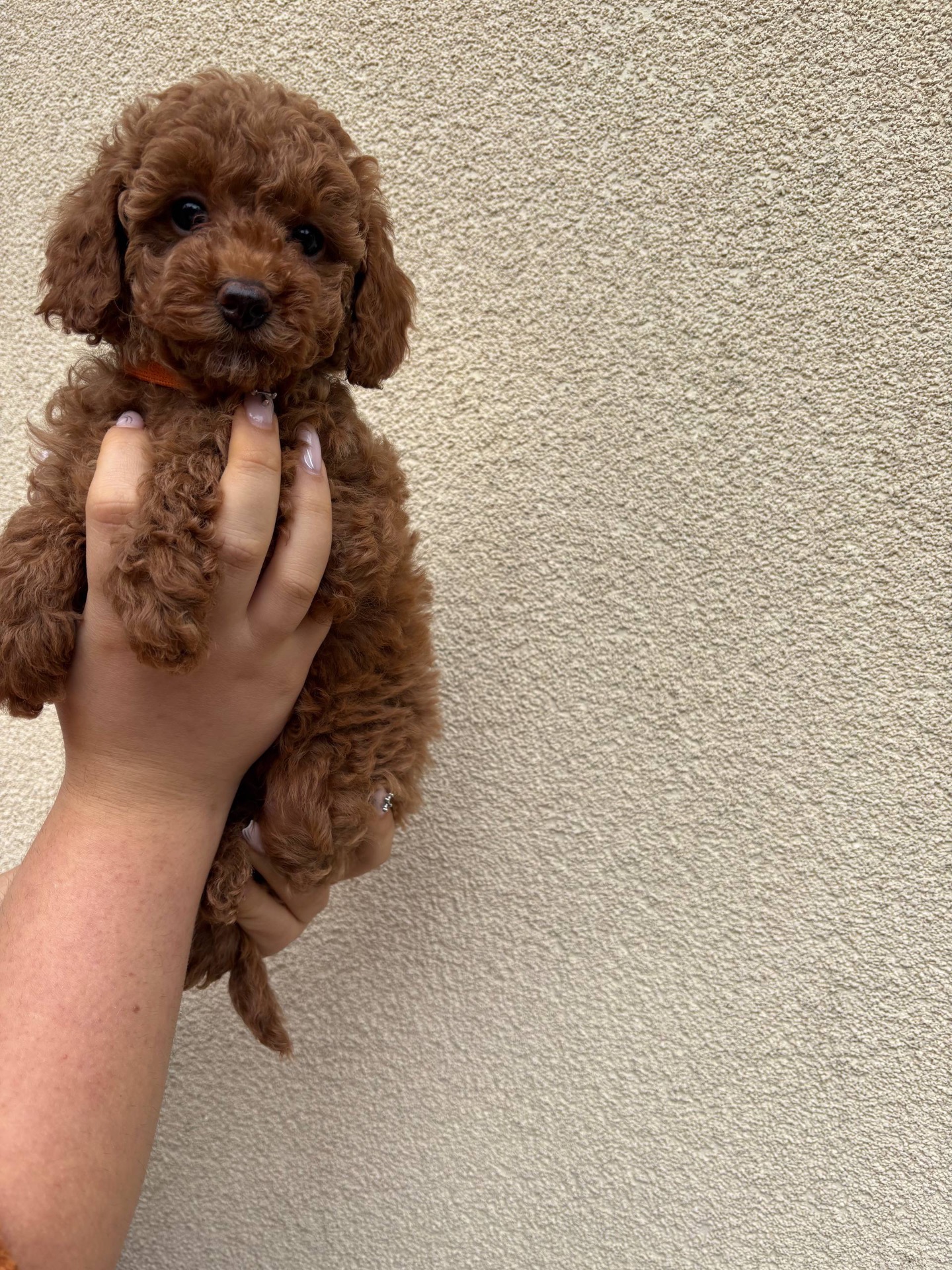 Цуценята Той Пудель Стандарт Дівчатка