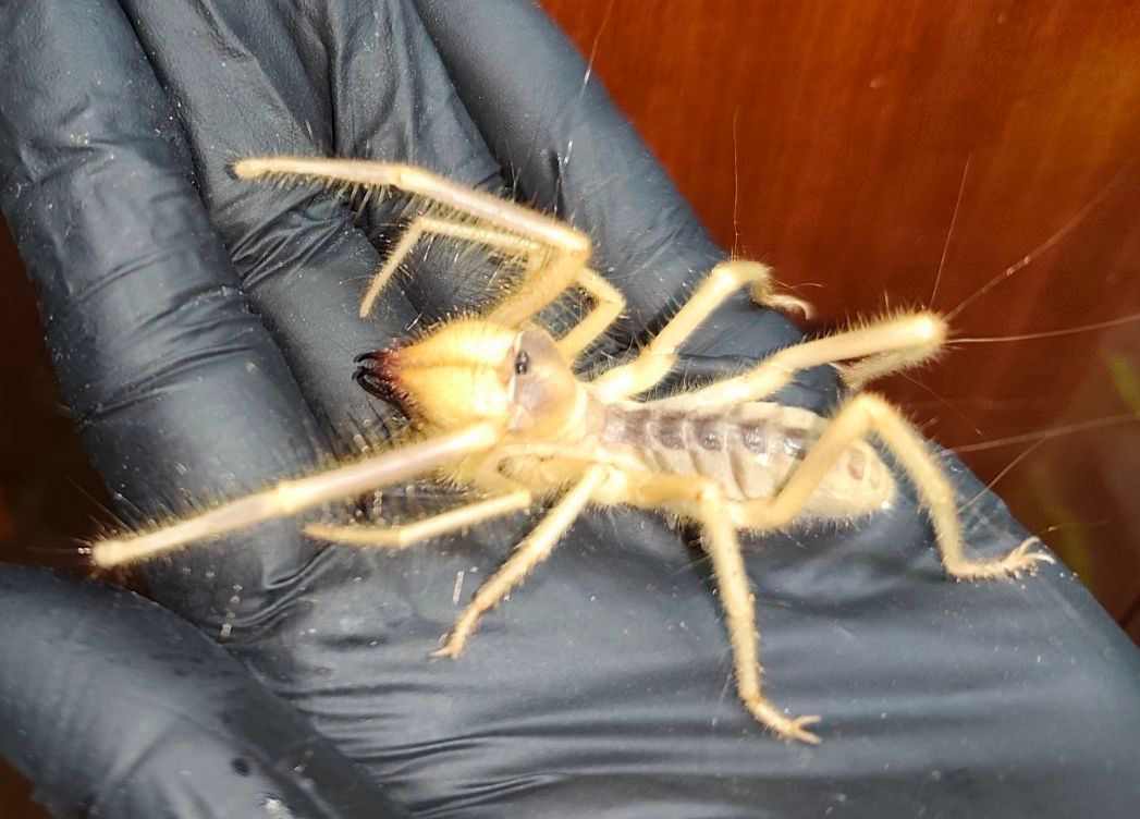 ПРОДАЖ СОЛЬПУГ Galeodes Sp