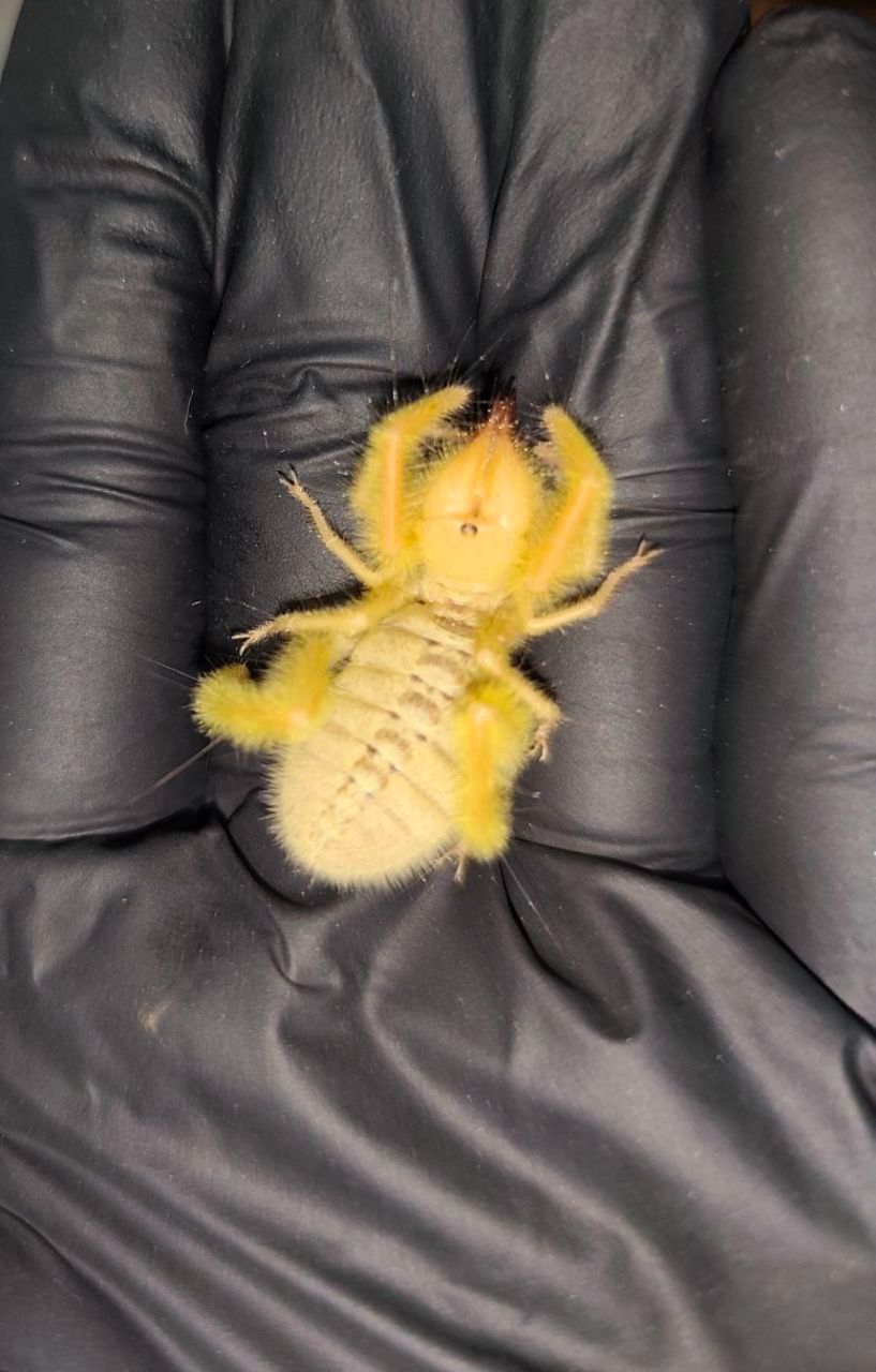 ПРОДАЖ СОЛЬПУГ Galeodes Sp