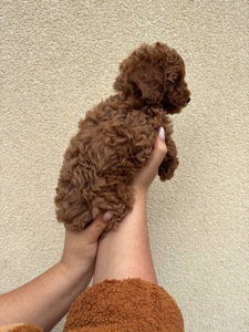 Цуценята Той Пудель Стандарт Дівчатка